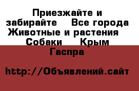 Приезжайте и забирайте. - Все города Животные и растения » Собаки   . Крым,Гаспра